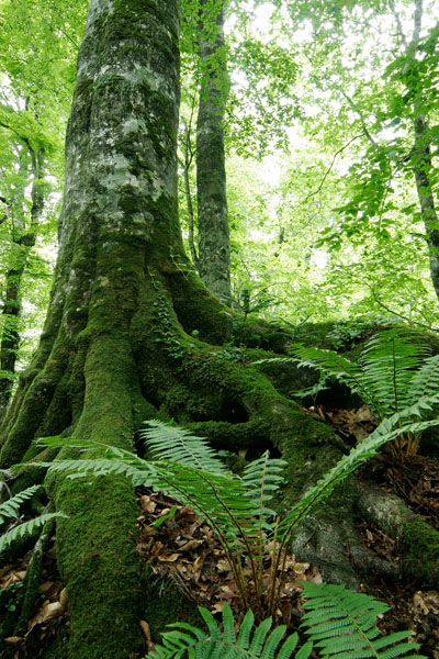 岩をつかむ木の根 ブナ 森林 新緑 広葉樹 画像2 フリー写真素材 無料