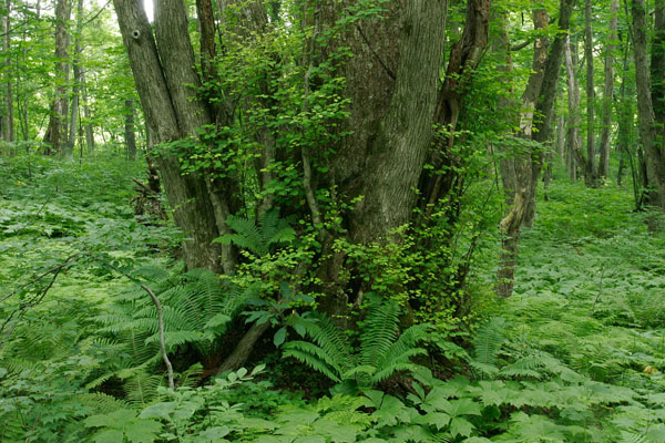 カツラの巨木 幹 シダ 森林 新緑 落葉樹林 画像2 無料写真素材
