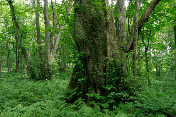 カツラの大木 老木 幹 シダ 深緑色の森林 広葉樹 画像4 フリー写真素材