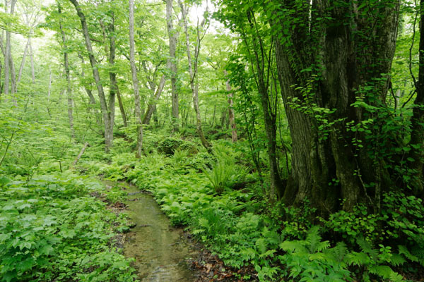 大木の森を流れる小川・せせらぎ 画像3 新緑 萌黄色の森林 無料写真素材フリー