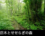 新緑の大木の森を流れる小川 無料写真素材