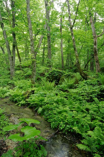落葉広葉樹の森林と小川・せせらぎ シダ ブナ 新緑 5月 画像3 無料写真素材