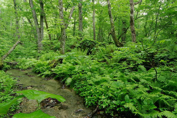 森林を流れる小川・せせらぎ 画像6 フリー写真素材