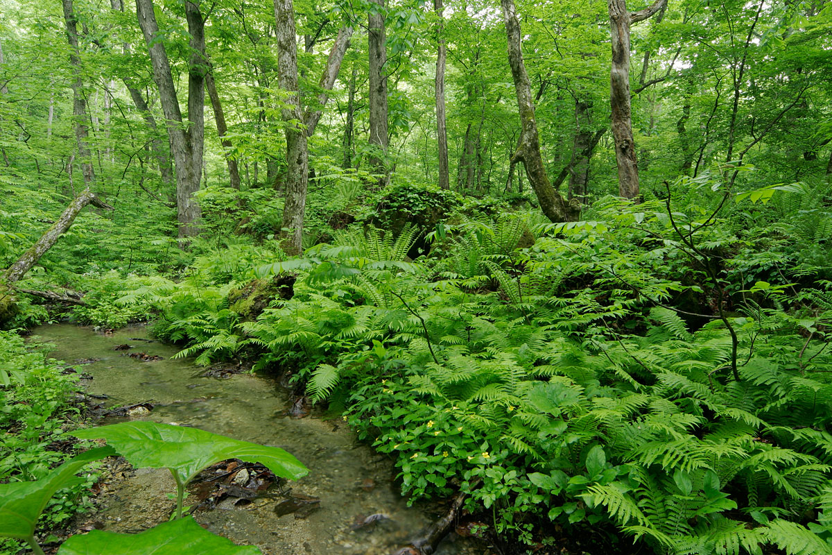 n4-6806　新緑の森を流れる小川6