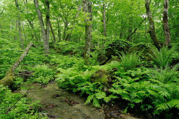 落葉樹の森林と小川・せせらぎ シダ ブナ林 新緑 萌黄色の森 画像6 フリー写真素材