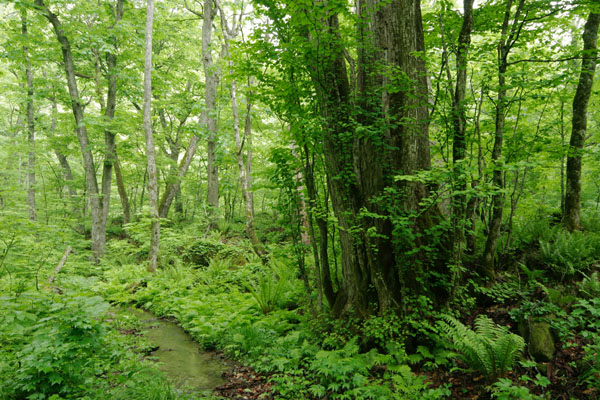 巨木の森を流れる小川・せせらぎ 画像4 新緑 萌黄色の森林 フリー写真素材