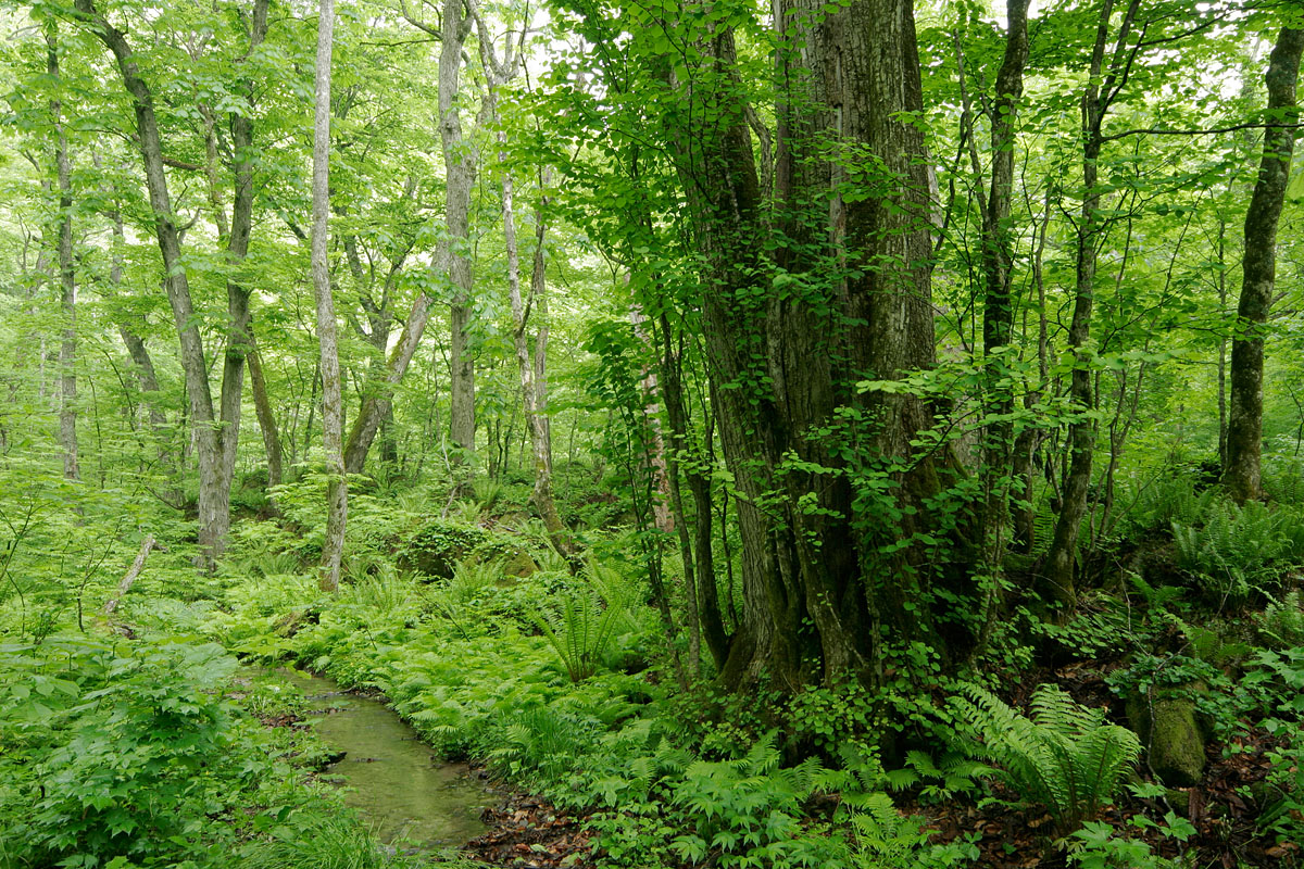 n4-6815　新緑の森を流れる小川 4
