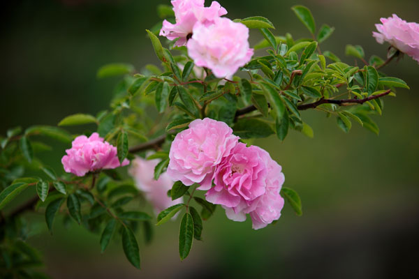バラの花、画像2点。濃いピンク色、淡いピンク色、数輪の花を付けたバラの一枝