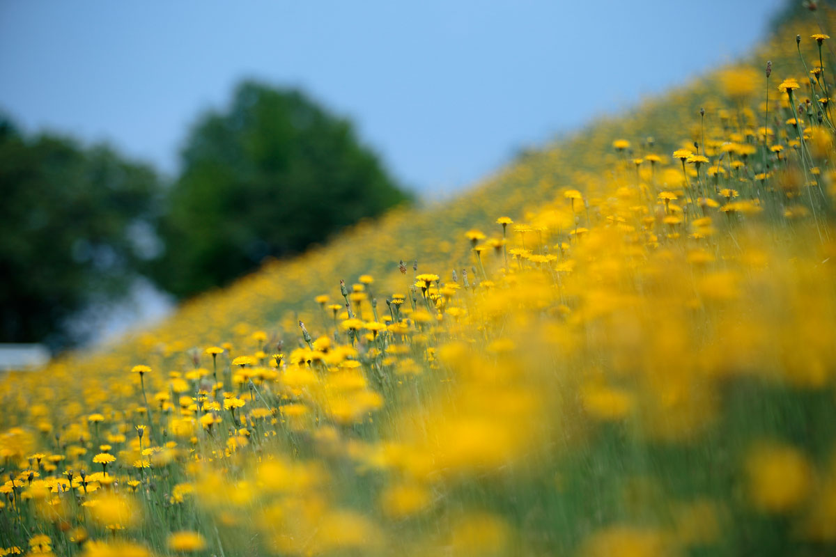 r1l-6184　土手に咲く黄色い花