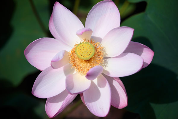 蓮の花一輪のアップ画像。夏の日差しで陰影を帯びた花びらが蓮の花心を囲む