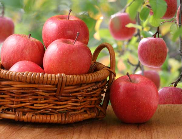 籐のかごに盛り上げた赤いふじ(サンフジ）背後はアウトフォーカスした赤いリンゴが枝に実るりんご園。新鮮なイメージ、産地のイメージ