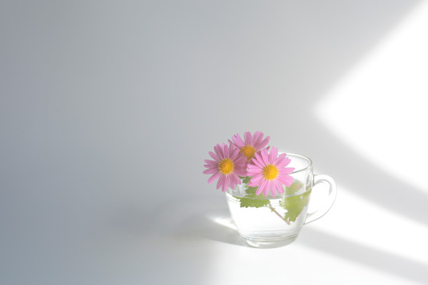 透明なガラスのティーカップに投げ入れたピンクの小菊