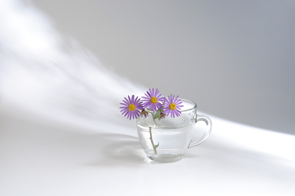 透明なカップに生けた3輪の紫色の小菊。白い背景に窓から差し込む光と影、霞がかった柔らかな描写。広い余白のバリエーション1カット。