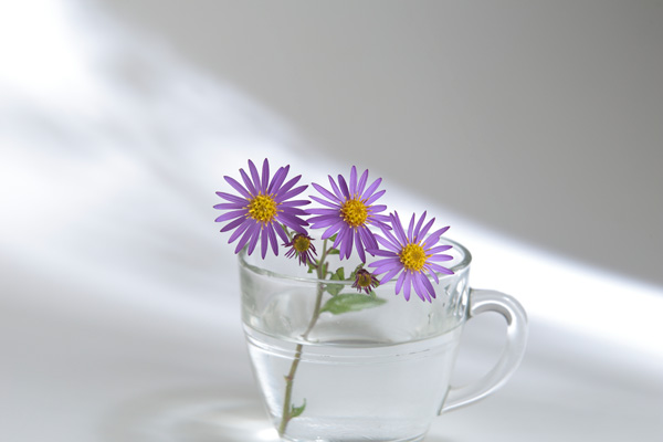 透明なカップに生けた3輪の紫色の小菊。白い背景に窓から差し込む光と影、霞がかった柔らかな描写