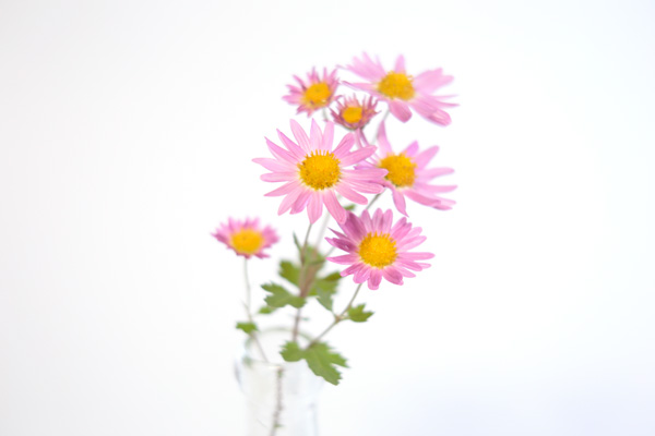 数輪の花をつけたピンクの小菊を白い背景で撮影。高コントラストで淡い色調描写。水彩画のような趣き