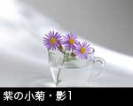 紫の小菊1