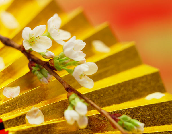金の扇子と桜 和風 祝い 正月 日本風 イメージ 画像2 フリー写真素材