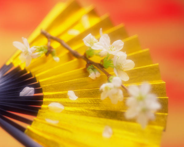 金の扇子の上に桜 和風 祝い 正月 日本風 イメージ 画像3 無料写真素材