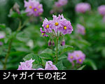 ジャガイモの花2
