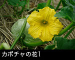 カボチャの花1