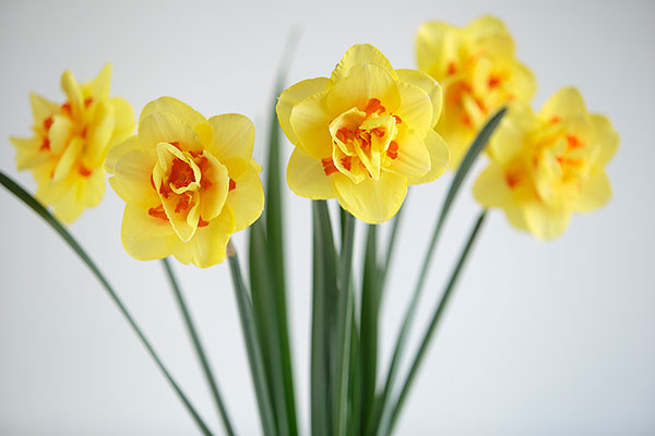 春、水仙の黄色い花 画像1 