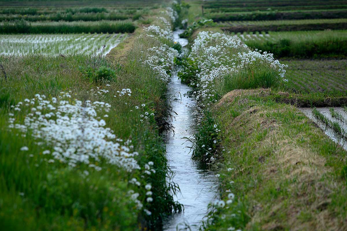 r6l-8435 野菊 田園風景