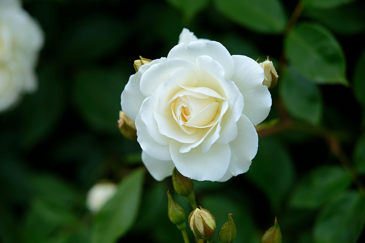 r6l-8446 バラの花 白色
