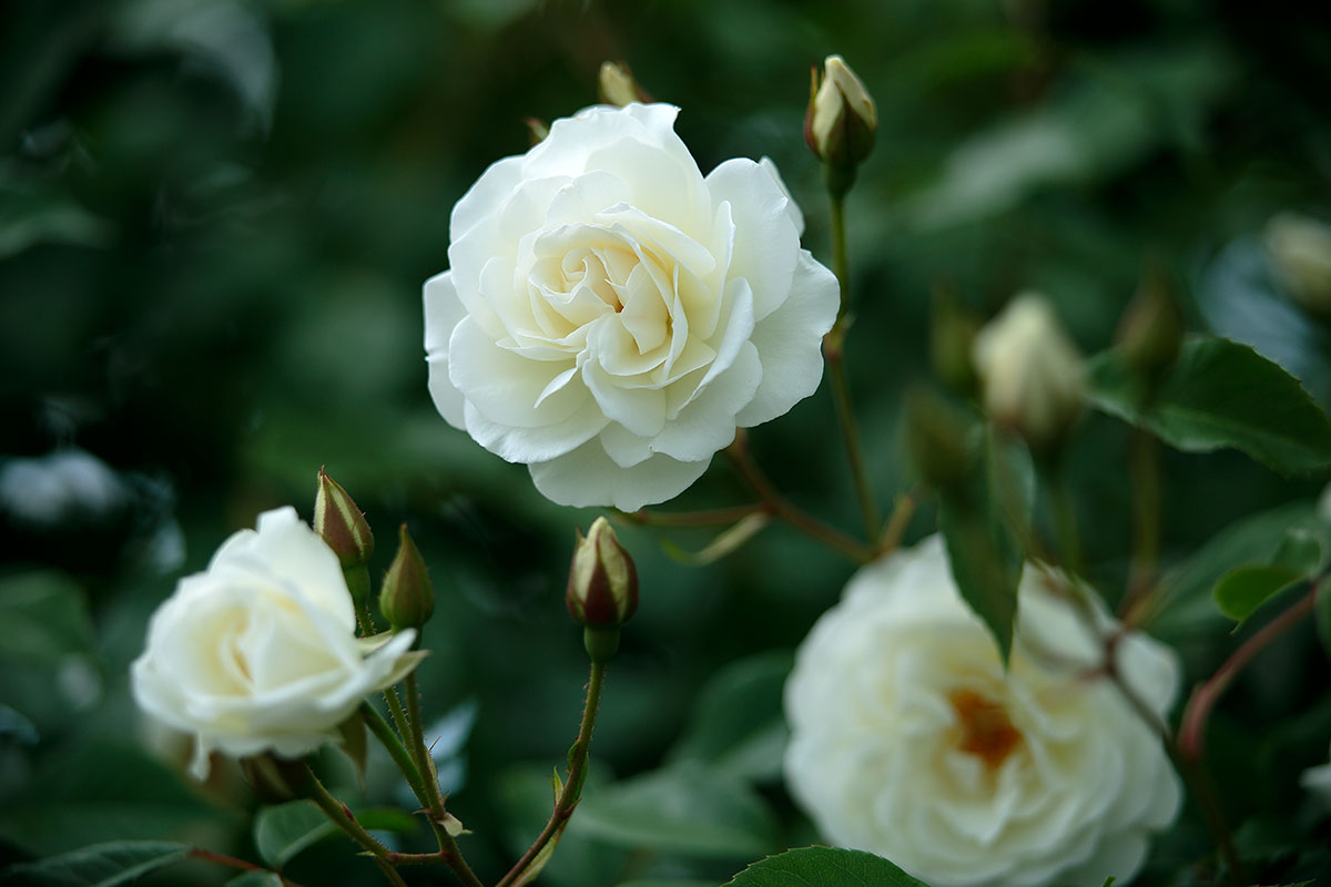 r6l-8478 バラの花 白色