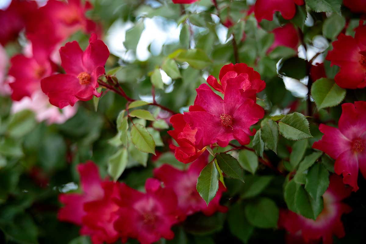 r6l-8538 バラの花 一重咲 紅色