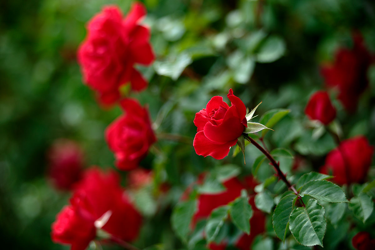 r6l-8545 バラの花 深紅 赤