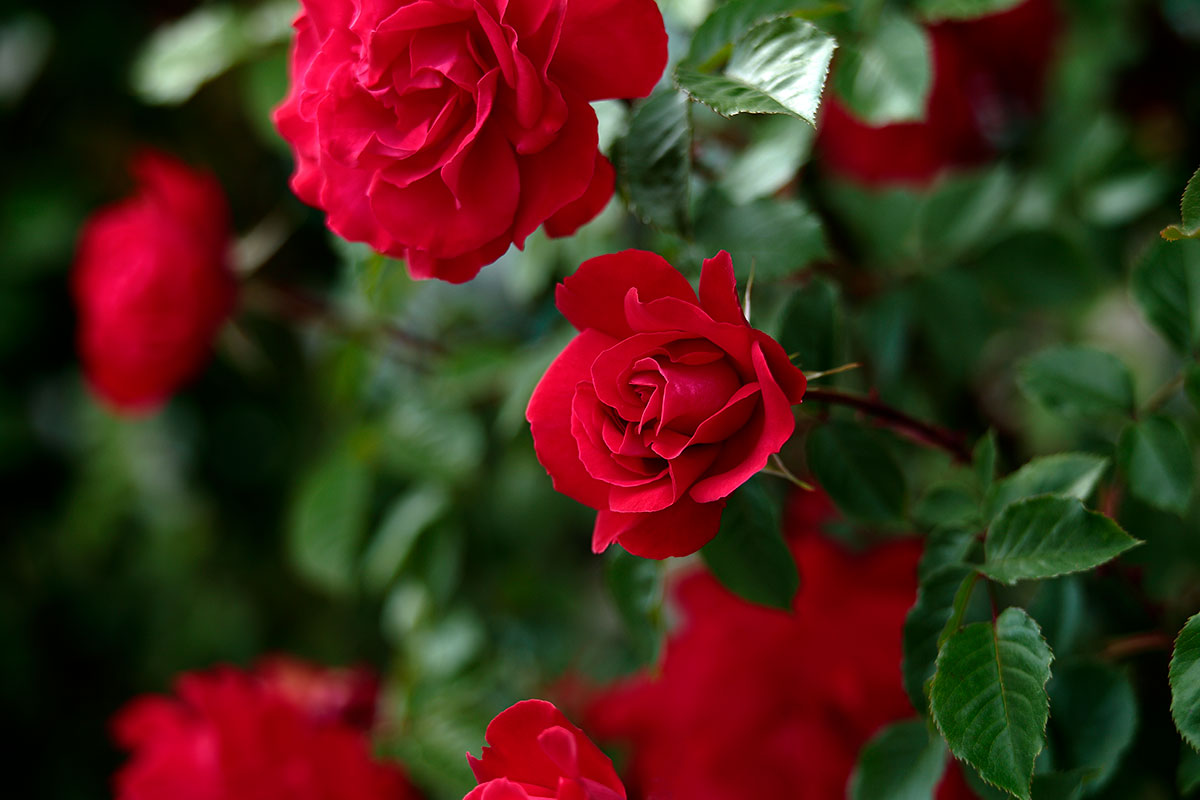r6l-8551 バラの花 深紅 赤