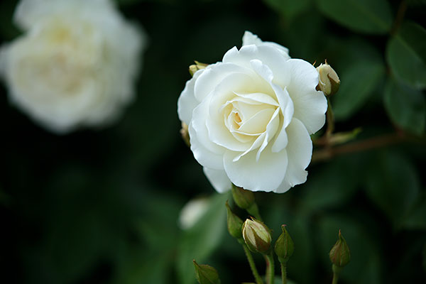 バラの花 白色 1輪クローズアップ画像２枚 フリー写真素材 無料写真素材 花ざかりの森