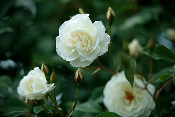 濃い緑の葉を背景に咲く数輪の白い薔薇花一輪の花にピントを合わせ背後はアウトフォーカス