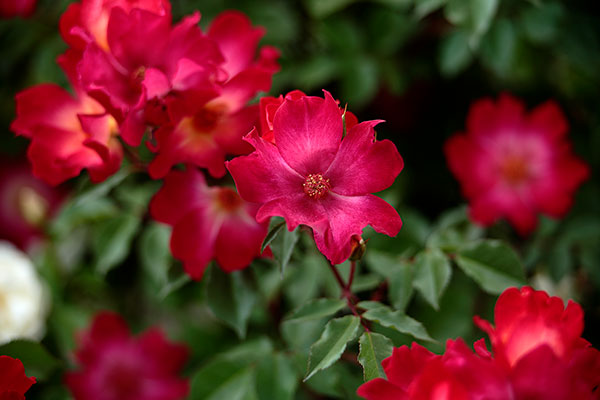 バラの花 一重咲き 赤 紅色 画像3枚 画像3枚 フリー素材 無料写真素材 花ざかりの森