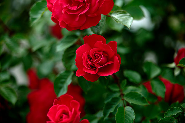深紅のバラの花を正面からアップ気味に撮影した画像