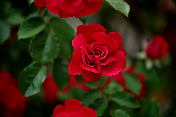 深紅のバラ 紅いバラ クローズアップ画像3枚 フリー画像 無料写真素材 花ざかりの森