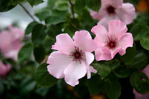 ピンク色をした一重咲きのバラ。2輪の花アップ画像、背後の濃い緑の葉と花はアウトフォーカス