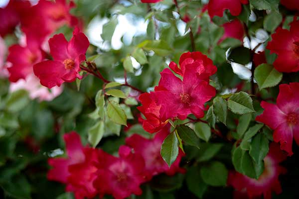 一重のバラの花　赤（深紅）画像2 フリー写真素材