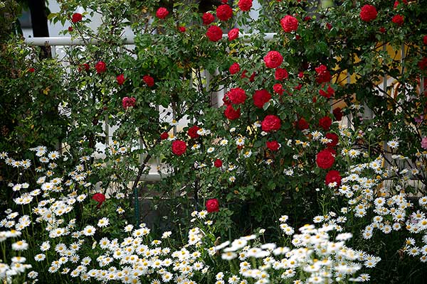 <meta name="description" content="薔薇の生垣 画像３点。深紅のバラの花が絡む生垣1点。白いバラの花が絡む生垣1点。白と赤のバラの花が絡む生け垣。