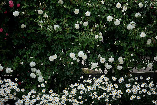 白いバラの花が絡む生垣。