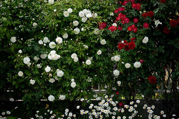 白と赤のバラの花が絡む生け垣。