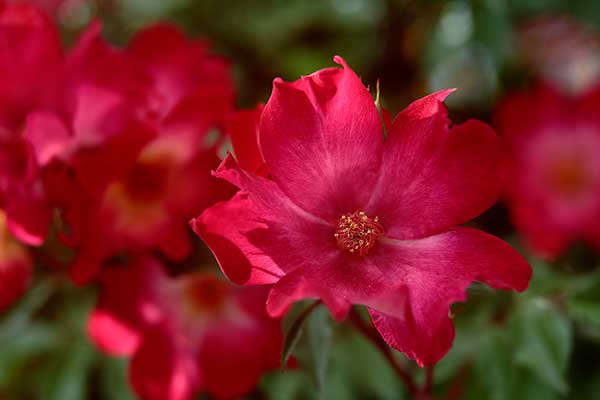 一重咲きのバラ 赤色1輪のクローズアップ画像