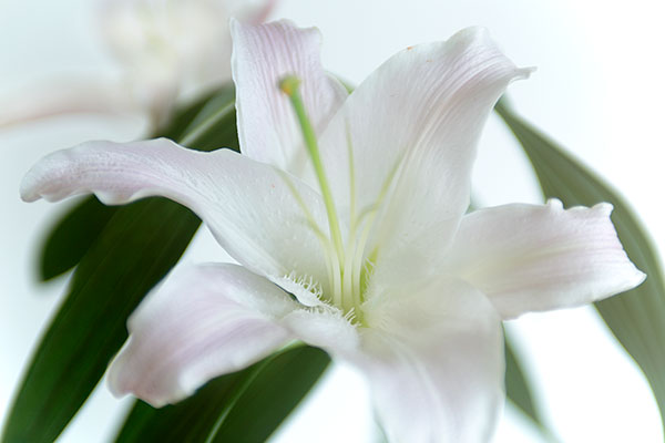 白い花弁にかすかなピンク色が差す白いユリの花。一輪のクローズアップ画像