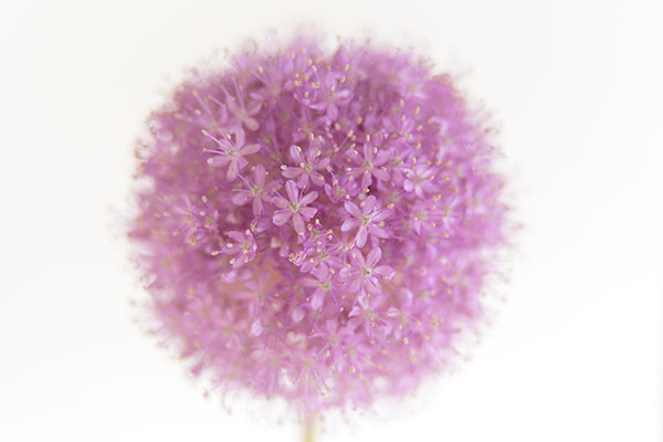 紫色の小さい花が球を形作り咲く。白い背景でクローズアップ画像、花のデザイン素材