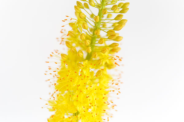 黄色い小さい花が総を形作り咲く。白い背景でクローズアップ画像、花のデザイン素材