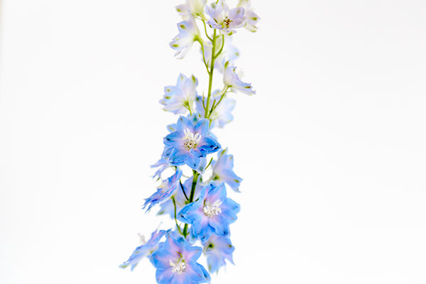 数輪の青い花が総状に咲く一部分のアップ画像。白いバックで涼しげなイメージ写真