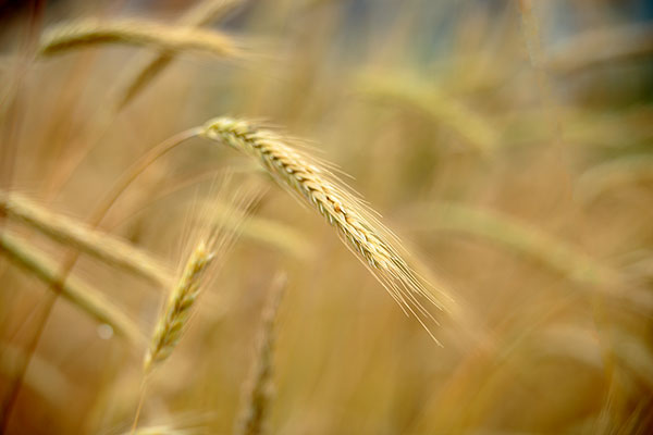 畑に 生える麦の穂一本のクローズアップ画像、背後の麦はアウトフォーカス