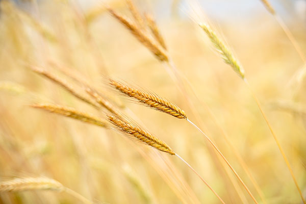 畑に 生える麦の穂２本のクローズアップ画像、背後の麦はアウトフォーカス