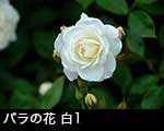 r6-8446　バラの花　白色