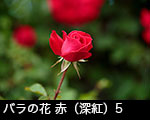 r6-8452　バラの花　赤（深紅